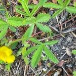 Potentilla reptans 葉