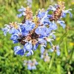 Salvia uliginosa Bloem