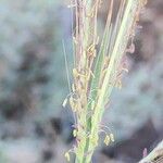 Dichanthium annulatum Flower