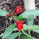 Erysimum × cheiri Floare