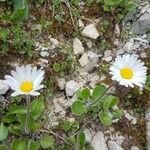 Bellis rotundifolia Flor