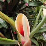 Philodendron deflexum