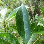 Antirhea borbonica Leaf