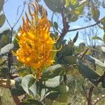 Vochysia tucanorum Λουλούδι