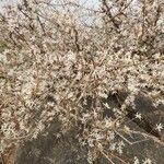 Feretia apodanthera Corteza