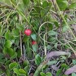 Arctostaphylos uva-ursiLeaf