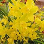 Cymbidium devonianum Celota