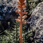 Orobanche reticulata Blomst