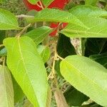 Guazuma ulmifolia Leaf