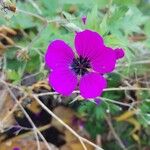 Geranium psilostemon Blomma