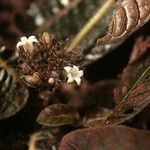 Psychotria ulviformis Fiore