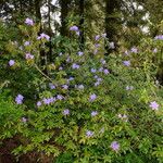 Rhododendron augustinii Habitus