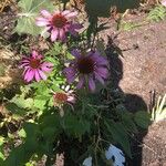 Echinacea purpurea Fleur