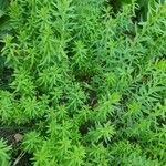 Galium maritimum Leaf