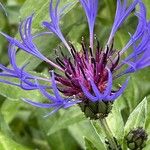 Centaurea montana عادت داشتن