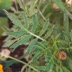 Tagetes erecta Frunză