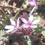 Erodium cicutarium Kvet