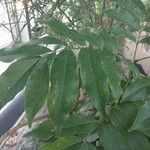 Castanospermum australe Frunză