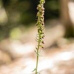 Epipactis helleborineFlower