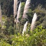 Cortaderia selloanaപുഷ്പം