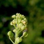 Lepidium didymumFruit