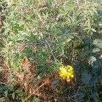 Crotalaria grahamiana Otro