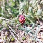 Platycapnos spicata 花
