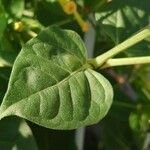 Mirabilis jalapa Folha