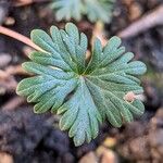 Geranium columbinum Blatt