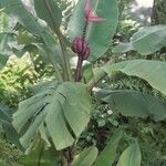 Musa velutina Hábito