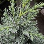 Juniperus squamata Fuelha