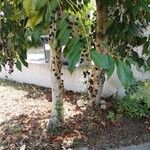 Prunus lusitanica Fruit