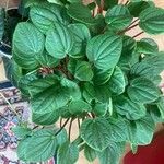 Peperomia albovittata Ліст