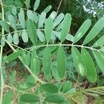 Tephrosia noctiflora Feuille