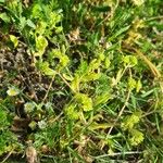 Valerianella eriocarpa Likasa