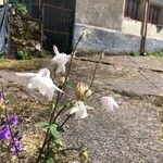 Aquilegia nigricansFlower