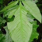 Syngonium standleyanum Folha