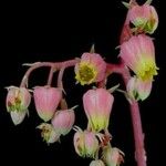 Echeveria × gilva