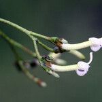 Galipea trifoliata Květ