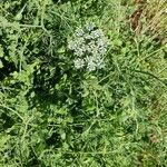 Pimpinella anisum Habit