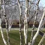 Betula utilis Pokrój