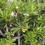 Pittosporum tobiraΛουλούδι