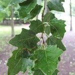 Populus alba ഇല