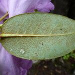 Rhododendron campanulatum Φύλλο