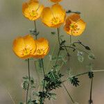 Kallstroemia grandiflora Yeri