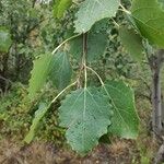 Populus albaFoglia