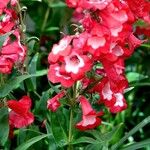 Penstemon hartwegii Yeri