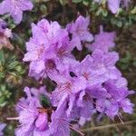 Rhododendron impeditum Kvet