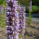 Agastache rugosa Blomst