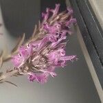 Thymbra spicata Flor